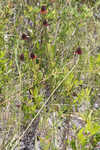 Grassleaf coneflower